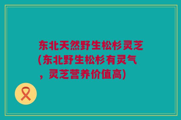东北天然野生松杉灵芝(东北野生松杉有灵气，灵芝营养价值高)
