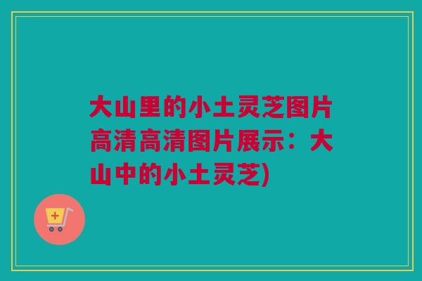 大山里的小土灵芝图片高清高清图片展示：大山中的小土灵芝)