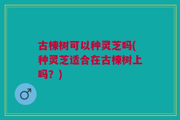 古楝树可以种灵芝吗(种灵芝适合在古楝树上吗？)