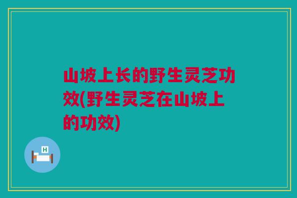 山坡上长的野生灵芝功效(野生灵芝在山坡上的功效)