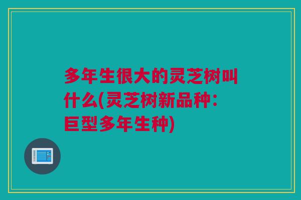 多年生很大的灵芝树叫什么(灵芝树新品种：巨型多年生种)