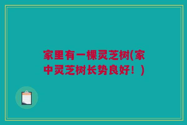家里有一棵灵芝树(家中灵芝树长势良好！)