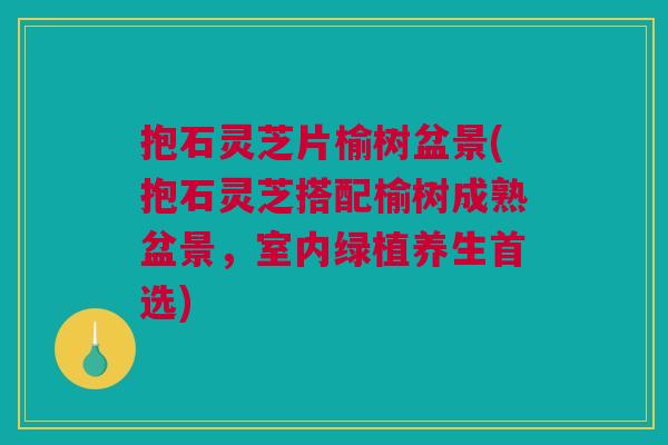 抱石灵芝片榆树盆景(抱石灵芝搭配榆树成熟盆景，室内绿植养生首选)