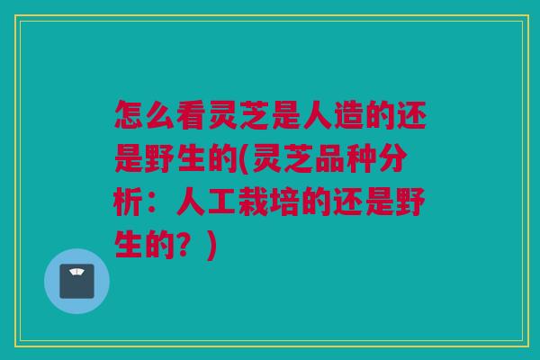 怎么看灵芝是人造的还是野生的(灵芝品种分析:人工栽培的还是野生的?) 怎么看灵芝是人造的还是野生的(灵芝品种分析:人工栽培的还是野生的?)