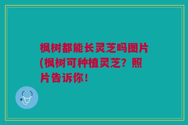 枫树都能长灵芝吗图片(枫树可种植灵芝？照片告诉你！