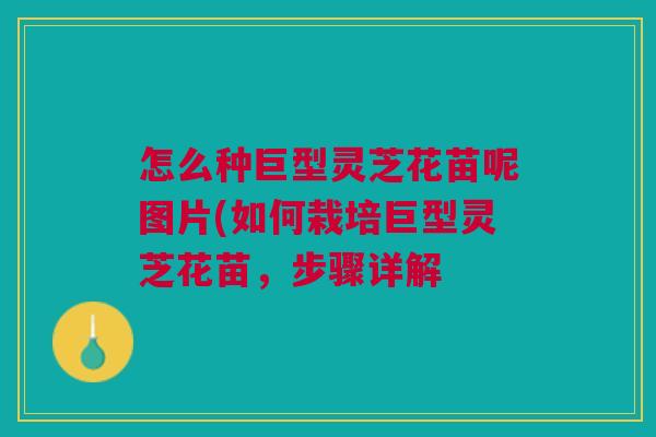 怎么种巨型灵芝花苗呢图片(如何栽培巨型灵芝花苗，步骤详解