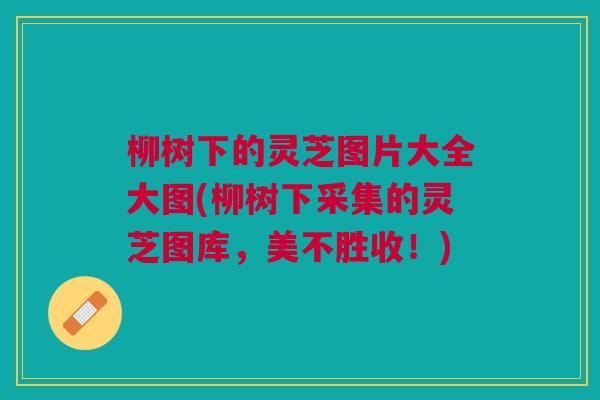 柳树下的灵芝图片大全大图(柳树下采集的灵芝图库，美不胜收！)