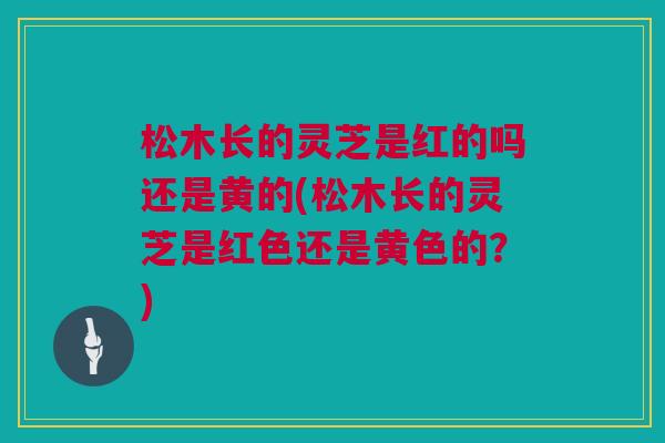 松木长的灵芝是红的吗还是黄的(松木长的灵芝是红色还是黄色的？)