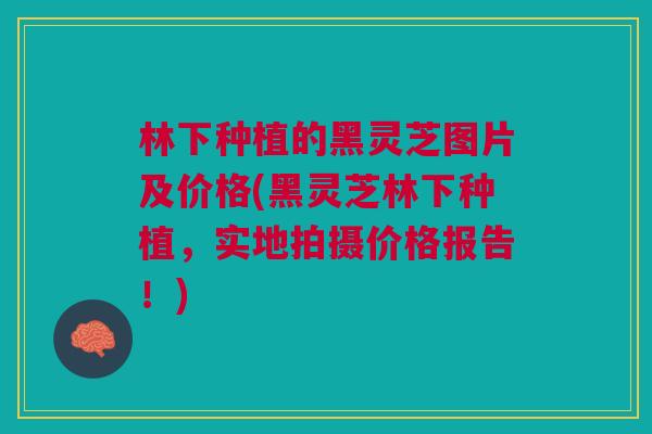 林下种植的黑灵芝图片及价格(黑灵芝林下种植，实地拍摄价格报告！)