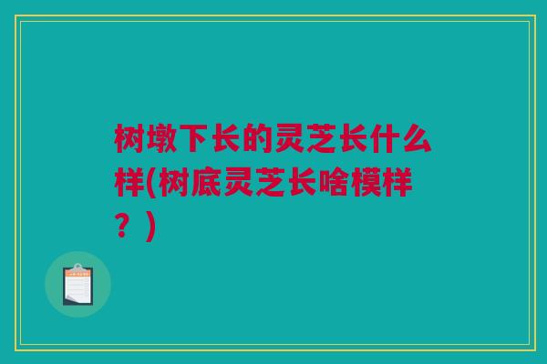 树墩下长的灵芝长什么样(树底灵芝长啥模样？)